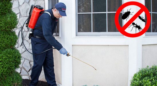 Kaş Uçan Haşere İlaçlama böcek ilaçlama ve haşere kontrolü — ilaclama-tr.com